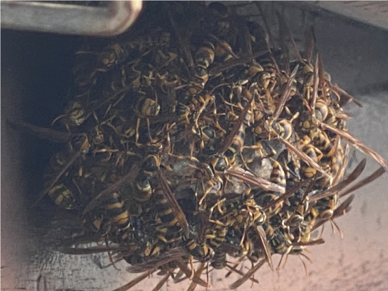 巣に群がるアシナガバチ