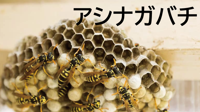 アシナガバチ